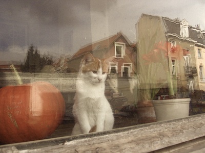 katze_400 katze_400
